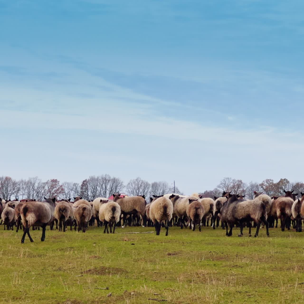Le pecore nel grande gregge si allontanano dalla camera e si allontanano. Pascolo del bestiame in autunno