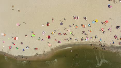 baltic coastline with green summer forest and the sea. baltiysk beach. aerial top view from drone