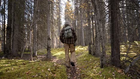 back of male with backpack walking on path in humid alaskan forest on summer day , slow motion