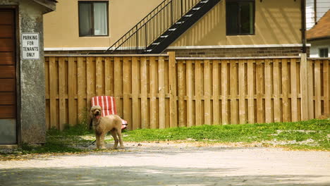 Small-dog-barking-near-a-fence-in-a-small-town