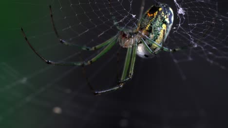 orchard spider extreme close-up: vibrant green and yellow arachnid