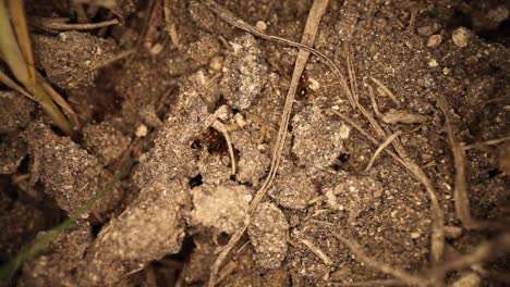 top down view of disturbed fire ant mound - wide angle view of many ants moving dirt around, excavating the damage to their broken mound