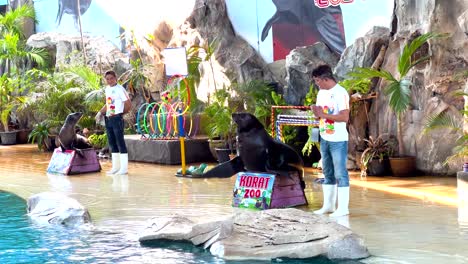 sea lion performing tricks with trainer at zoo