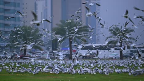 migratory birds during a misty morning flying over a park in an urban area in the united arab emirates