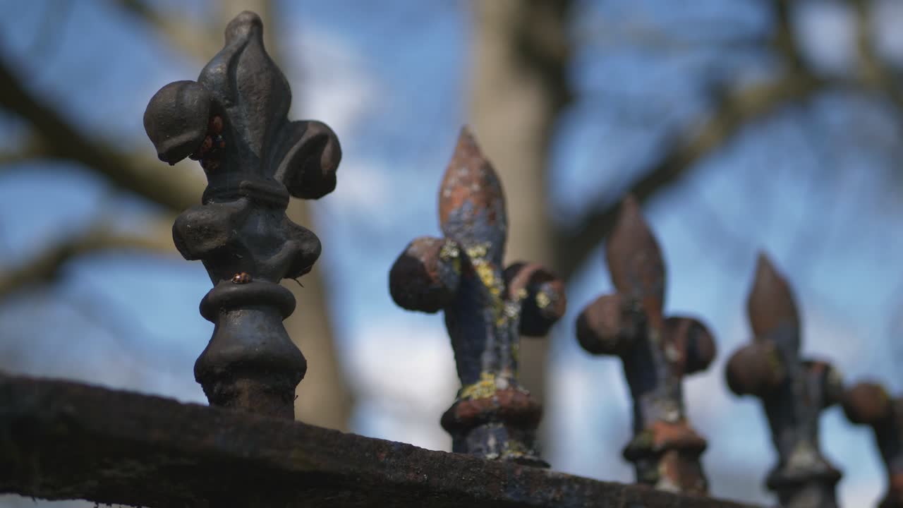primer plano de mariquitas mariquitas escondidas en adornos de cercas de metal negro