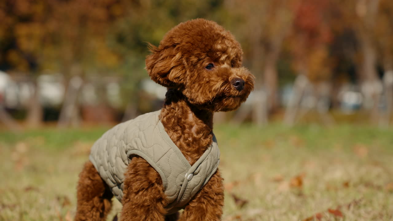 A curious small brown poodle wearing a light-colored quilted vest stands outdoors on a grassy field looking around with curiosity, autumn foliage in the background