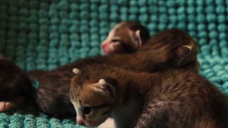 close up of cute kittens wrestling and playing with each other