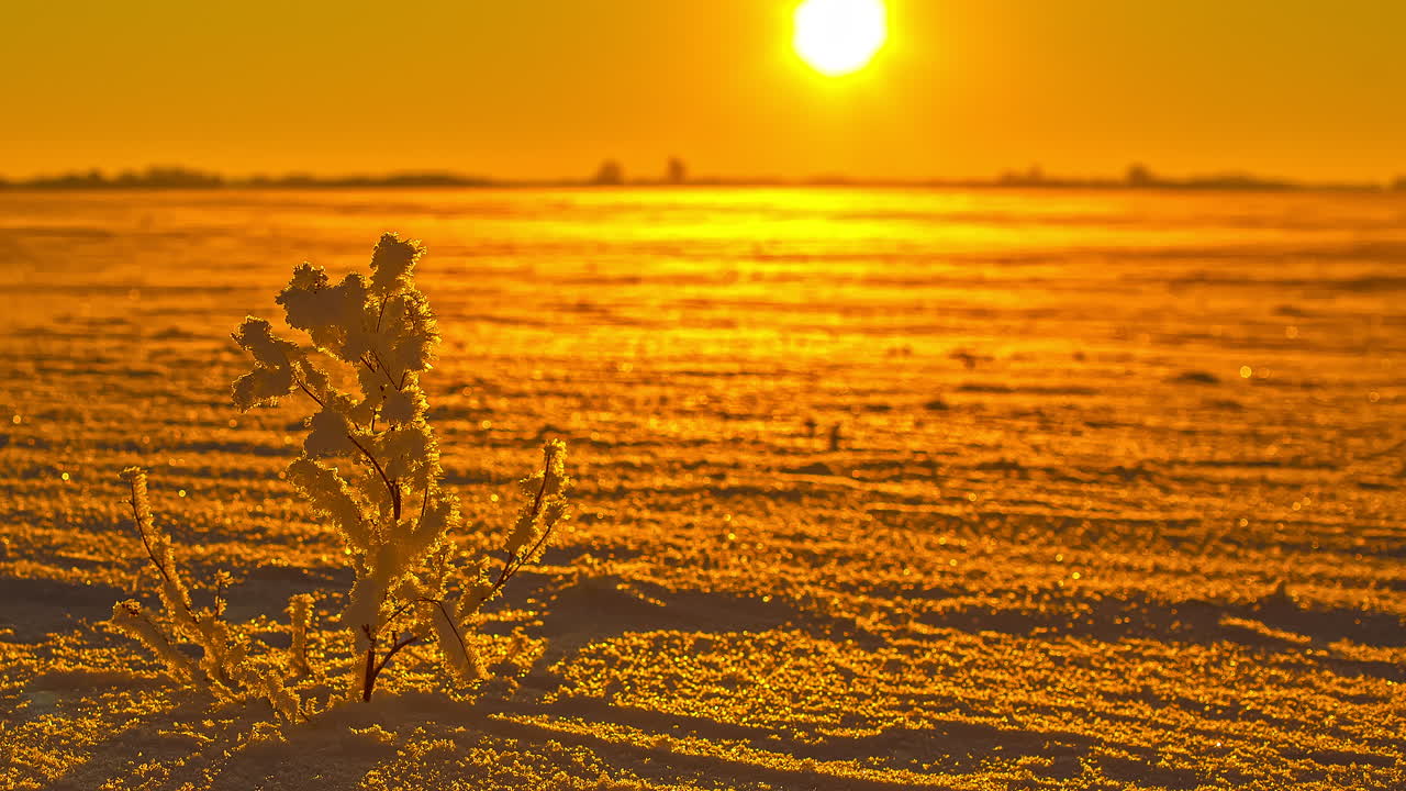 замедленная съемка золотого восхода солнца на заснеженном и морозном поле в природе - заснеженное растение, развевающееся на ветру