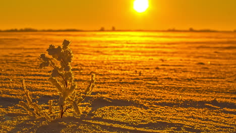 Lapso-De-Tiempo-Disparó-La-Iluminación-Dorada-Del-Amanecer-En-El-Campo-Nevado-Y-Helado-En-La-Naturaleza---Planta-Coronada-De-Nieve-Ondeando-En-El-Viento