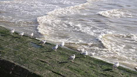 group of seagulls on breakwater near the sea in nieuwpoort, west flanders, belgium - static shot