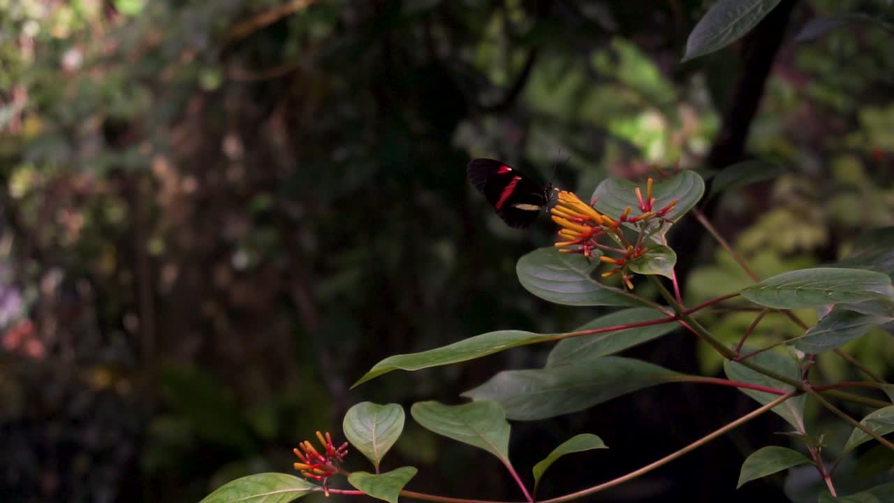 primer plano de una mariposa negra con una raya roja en sus alas mientras se sienta sobre una flor amarilla y mueve sus alas, mariposa en la selva tropical de la academia de ciencias en san francisco