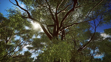 eucaliptus in Australia red Center