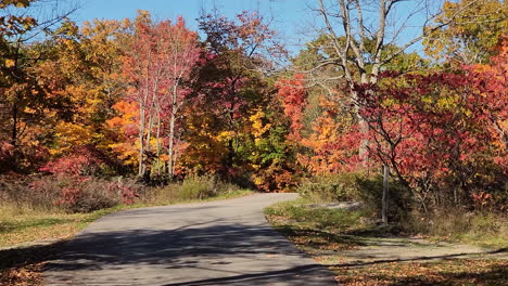 tiro de rastreamento lento e constante da direita para a esquerda do caminho da floresta esculpido através da bela paisagem das árvores de outono do parque nacional canadense, ontário