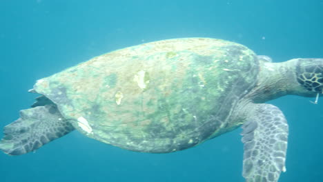 Sich-Bewegendes-Flugzeug-In-Richtung-Schwimmender-Schildkröten,-Wasserkamera