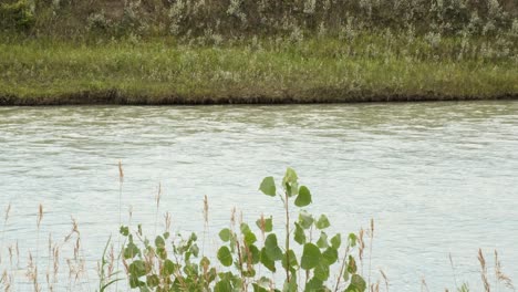 detail: prairie river flows past, both shores green with vegetation