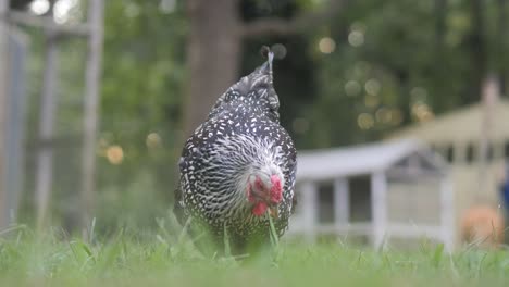 Chicken-eating-worms-off-the-ground-during-sunset-in-slow-motion-4K