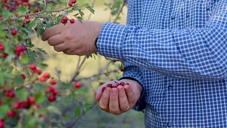 persona recogiendo frutos de té de una planta