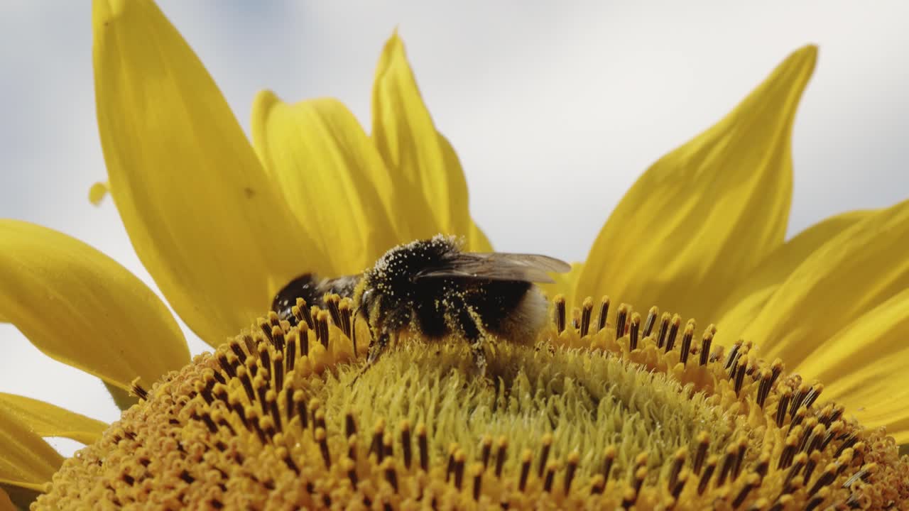abejorros sentados en girasol, flores florecientes de polinización de temporada, día soleado, primer plano