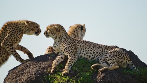 cámara lenta de la familia de guepardo en áfrica, animales salvajes africanos en masai mara, kenia, madre y cachorros de guepardo en el montículo de termitas en un safari en masai mara, increíble animal hermoso