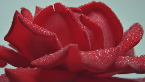 close-up of wet red rose rotating on gray background-1