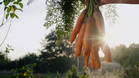 farmer holds a carrot just pulled from the ground 2