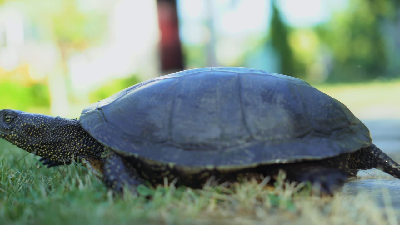 adult turtle of a yellow and black color is passing to grass through a path in the summer. Close-up