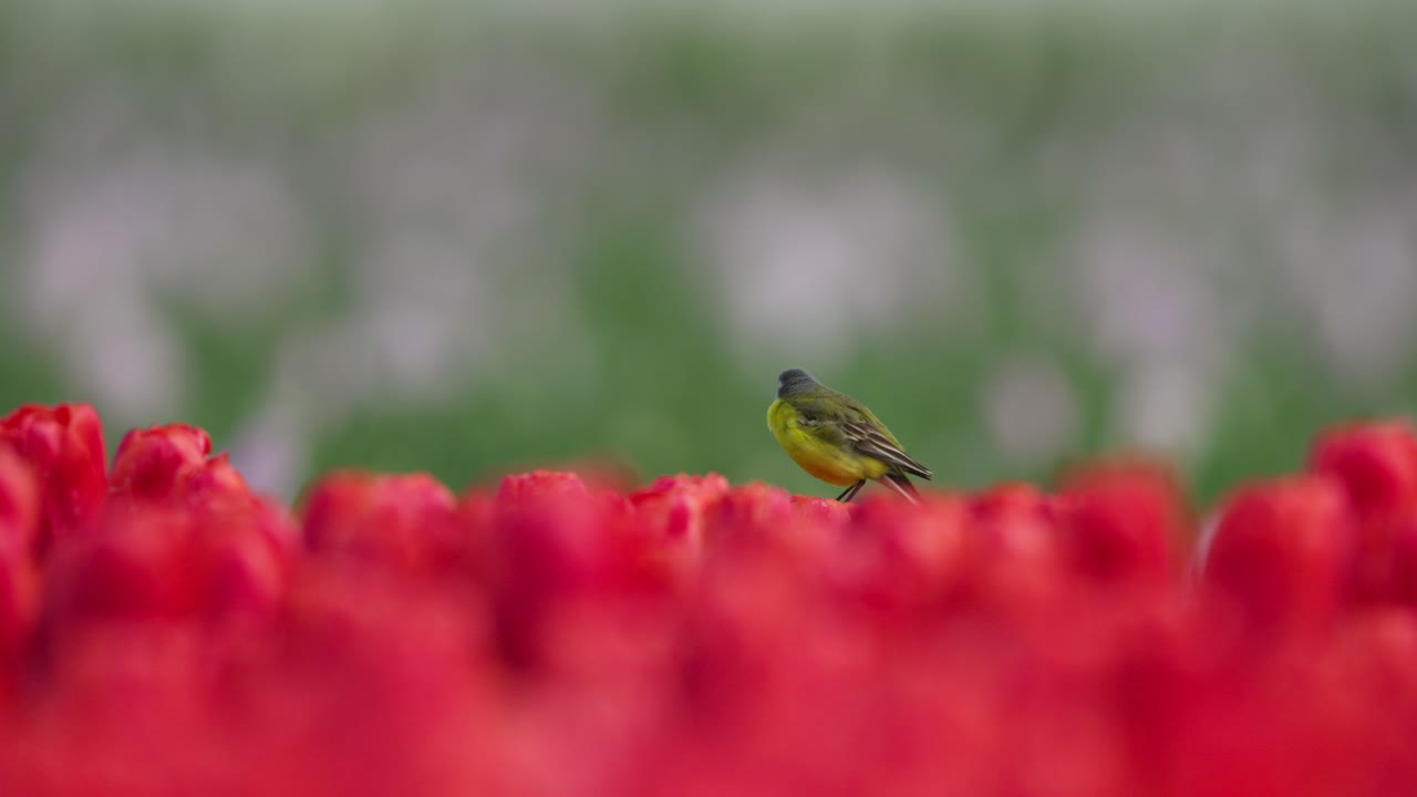 pájaro amarillo en un campo de tulipanes rojos