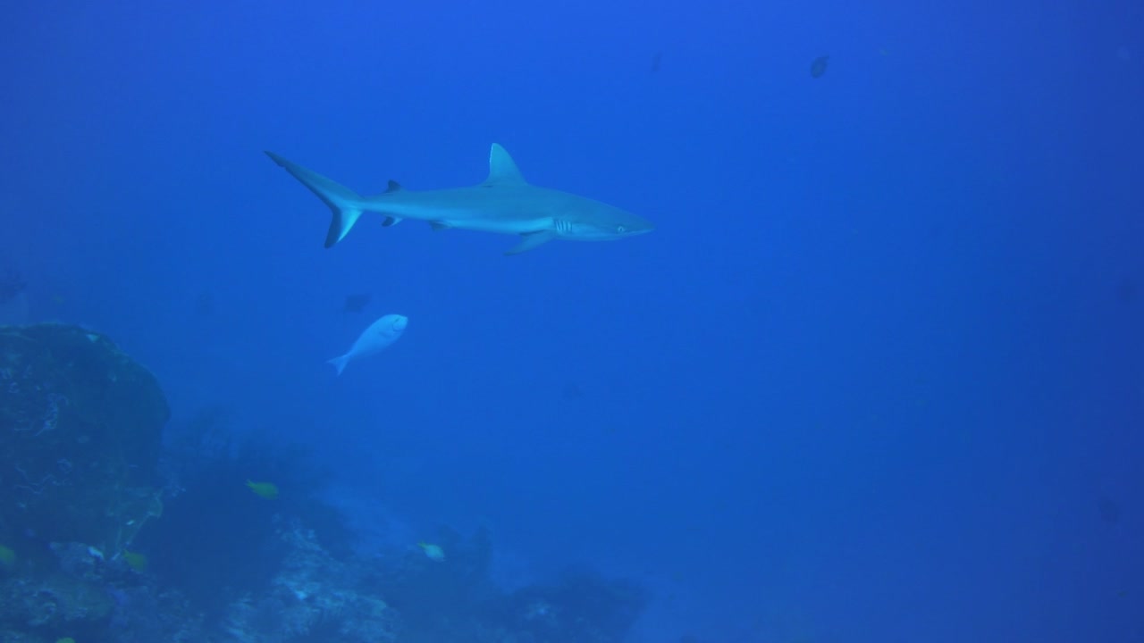 un tiburón nadando en cámara lenta cerca del arrecife de coral