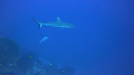 a-shark-swimming-in-slow-motion-close-to-the-coral-reef