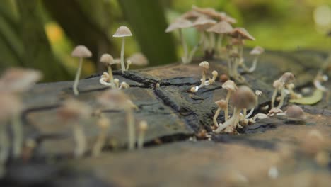 Wild-mushrooms-growing-due-to-moisture-from-the-trunk-of-a-fallen-tree-in-the-middle-of-the-forest