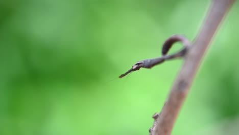 a macro footage of this praying mantis clinging on a twig sideways looking at the camera then turns its head facing down, phyllothelys sp