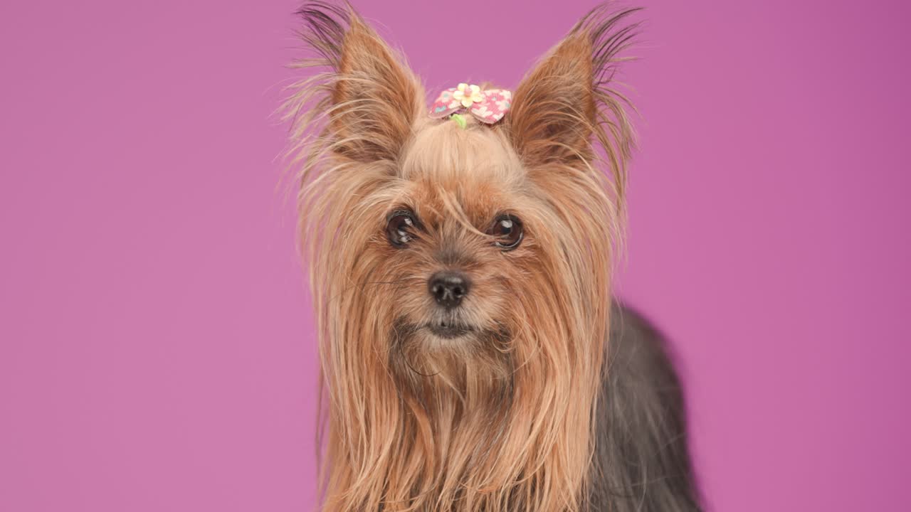 beautiful little Yorkshire terrier pup standing on pink background, licking nose and walking away in studio