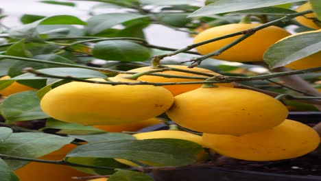 árbol de limón con limones maduros