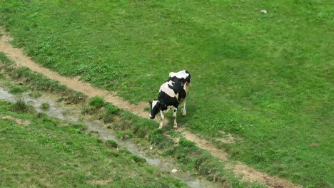 cow drinking out of polluted stream in meadow