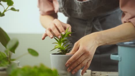 crop woman transplanting succulent on table