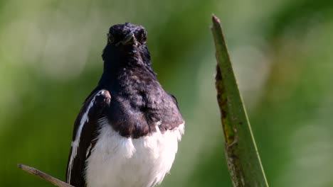 Das-Orientalische-Elsternrotkehlchen-Ist-Ein-In-Thailand-Sehr-Verbreiteter-Sperlingsvogel,-In-Dem-Er-überall-Zu-Sehen-Ist