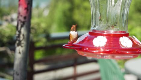 Hummingbird-overlooks-area-while-standing-on-red-color-feeder,-close-up-shot