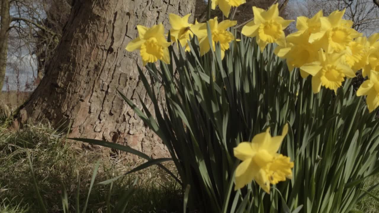 Bright yellow daffodils growing around tree in park close up tilting shot