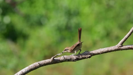 seen on a branch during a sunny afternoon, moves its body forward and flies down to catch its prey