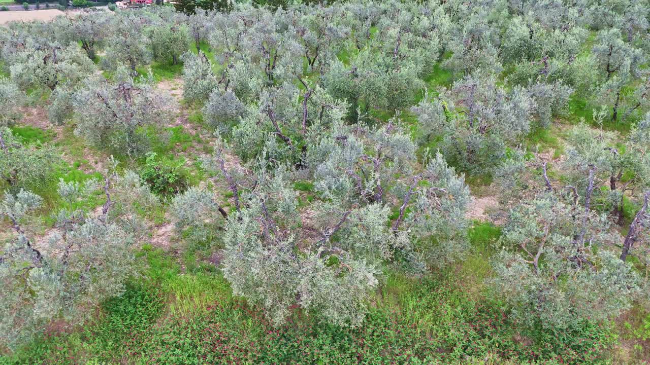 Drone footage of a Tuscan olive field in Italy.