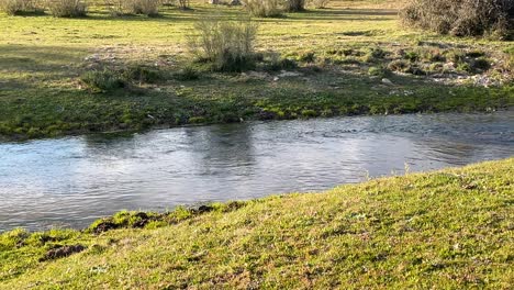 high quality filming of a stream visualizing the crystal clear water flowing and the two green banks projected with the light of the sunset, one of them with shadows of bushes in avila spain