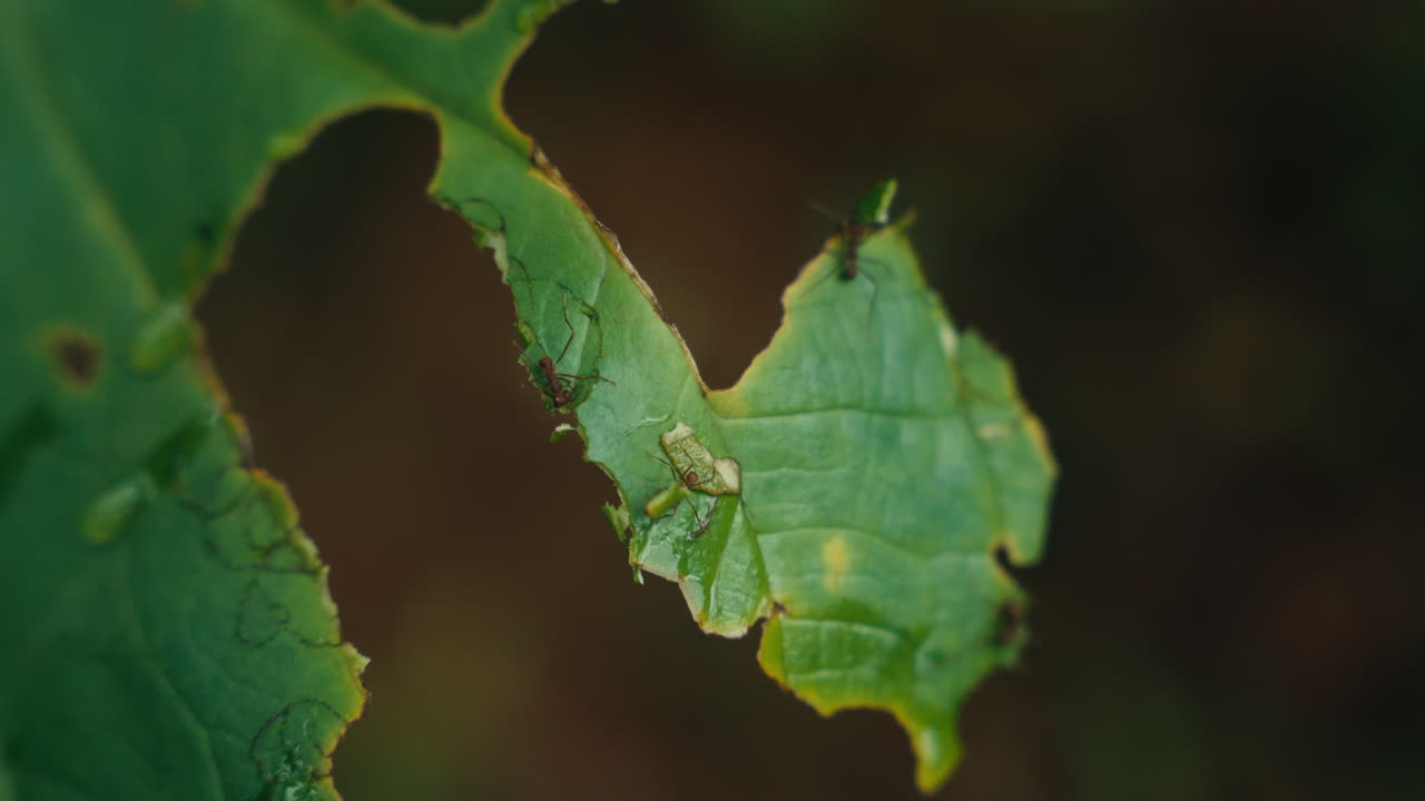Ants on a damaged leaf