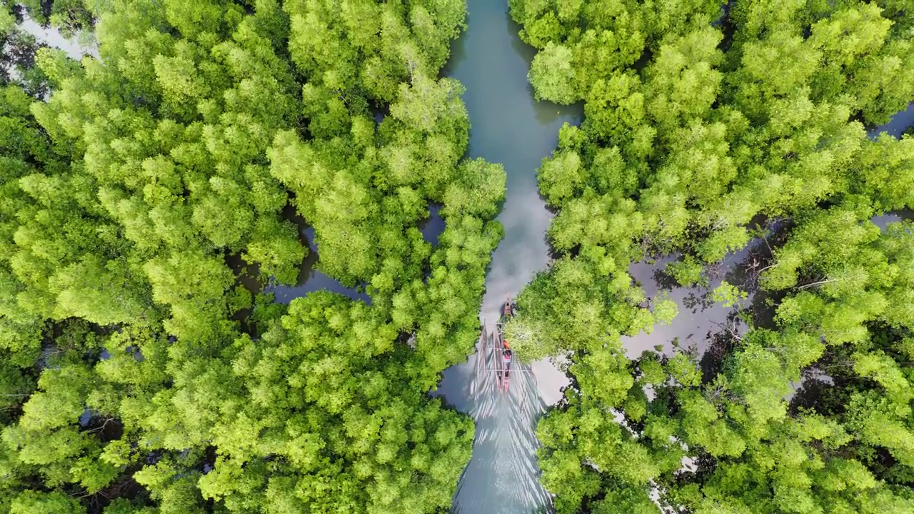 Una ripresa drone dall'alto segue una barca a bilanciere che attraversa un tranquillo fiume di mangrovie a Palawan, Filippine. Circondata da una fitta e lussureggiante foresta