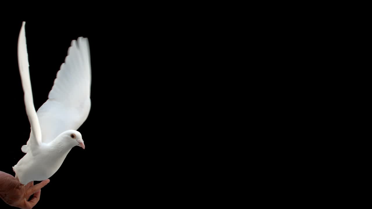 검은 바탕에 날아다니는 비둘기