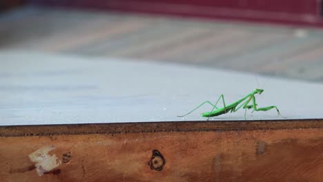 green praying mantis rocking backwards and forwards on wooden outside table then looks towards camera, daytime, maffra, gippsland, victoria, australia