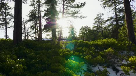 Hermosa-Escena-De-Nieve-Con-Plantas-Verdes-Y-Nieve-Cerca-De-Bryce-Canyon-En-El-Sur-De-Utah