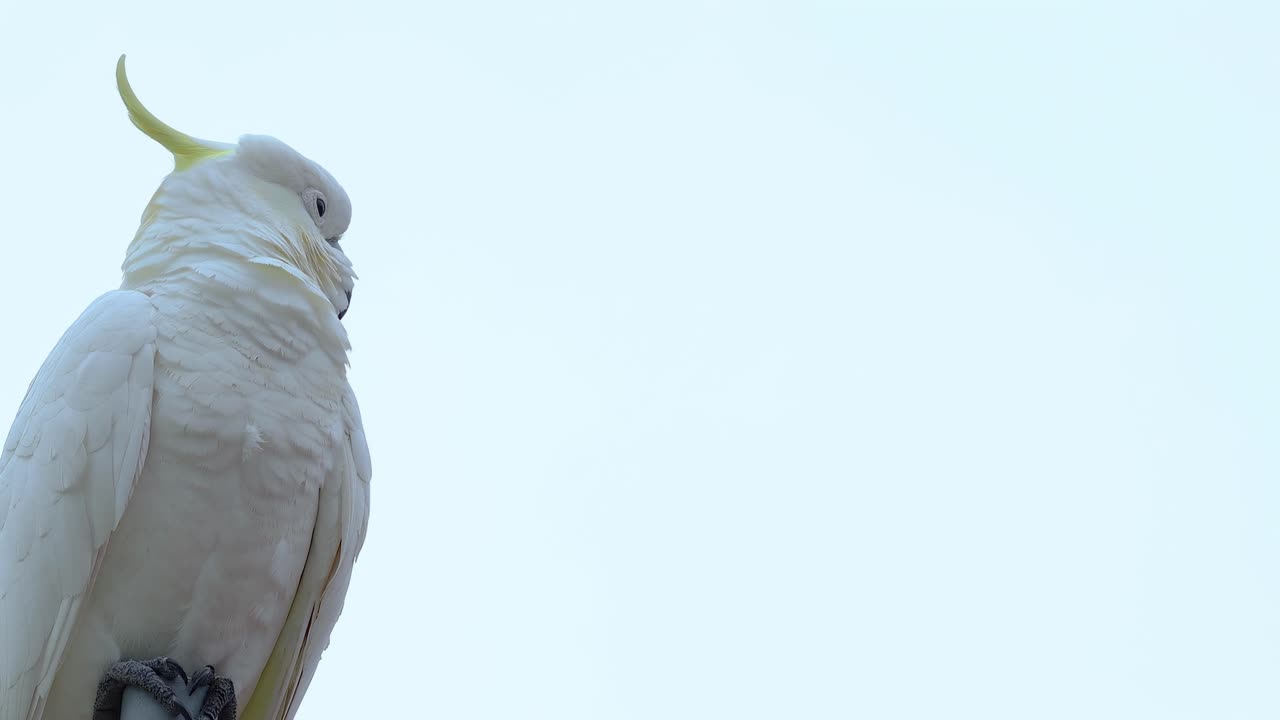 A close-up of a sulphur-crested cockatoo perched with a clear sky backdrop.