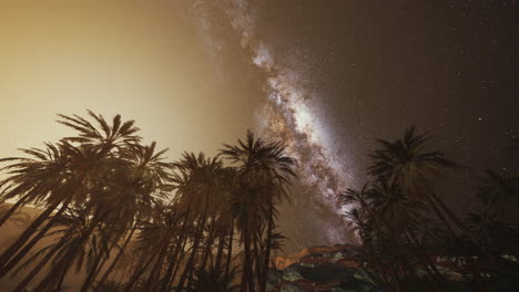 milky way over palm trees in the desert at night