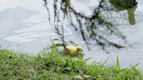 cute babe yellow duckling swimming close to the margins of a lake in slow motion 120 fps 4k