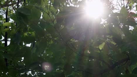 dosel de árbol en la época del año con follaje verde intenso